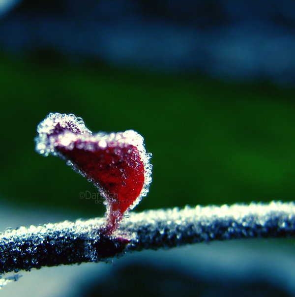 Frozen Nature Photography