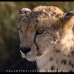 wildlife photography