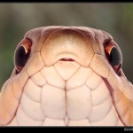 animal portrait photography