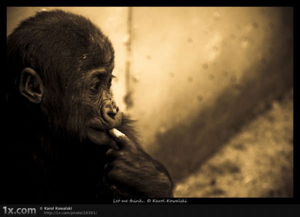 gorilla wildlife photography