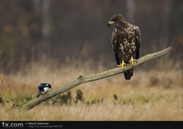 eagle wildlife photography
