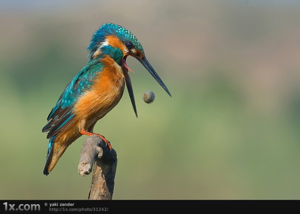 wildlife photography bird eating