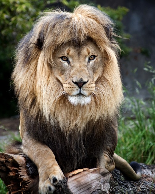 lion wildlife photography