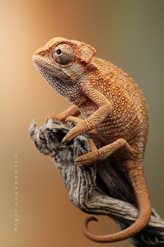 wildlife photography rudis