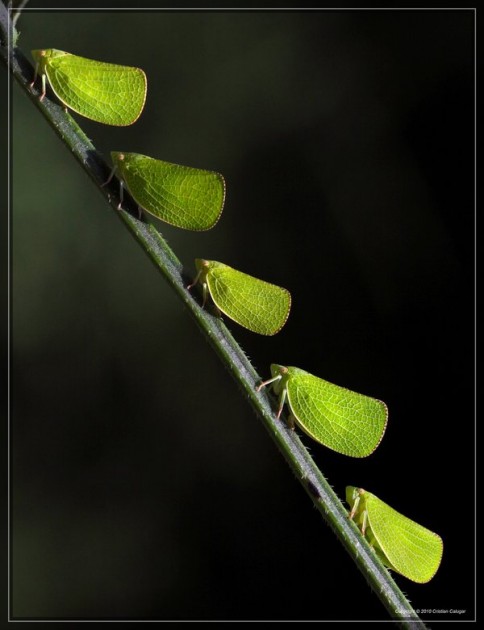 planthoppers wildlife photography
