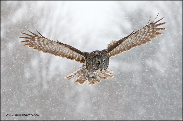 gray owl photography