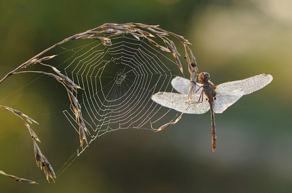 spider web photography