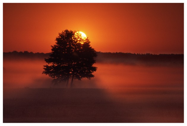 Sunrise_by_MartinDay sunrise tree photography