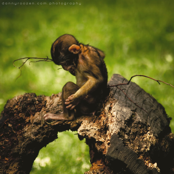 little monkey photography