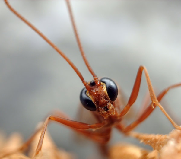 wildlife photography wasp