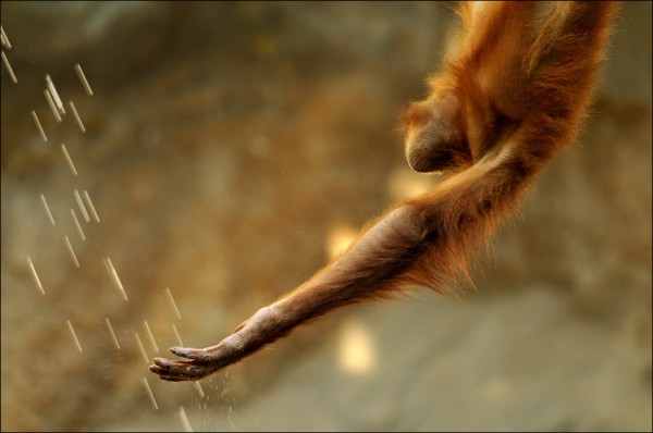 orangutan catching rain