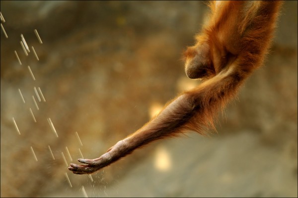 Wildlife Photography orangutan