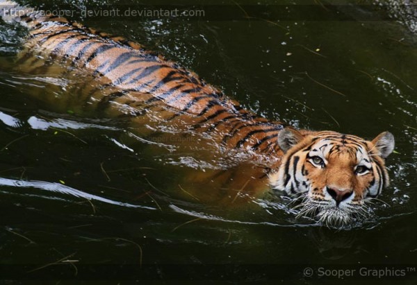 Amur Tiger by Sooper Deviant