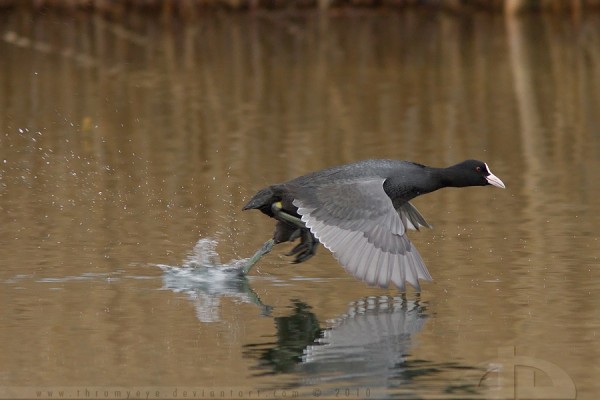 coot wildlife photography