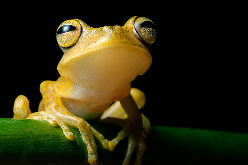 frog wildlife photography