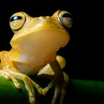 wildlife photography