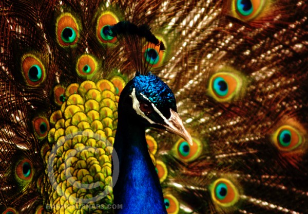peacock wildlife photography
