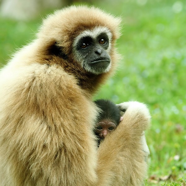 wildlife photography Monkey