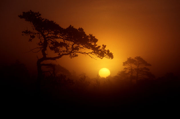 tree-sunrise tree sunrise photograph