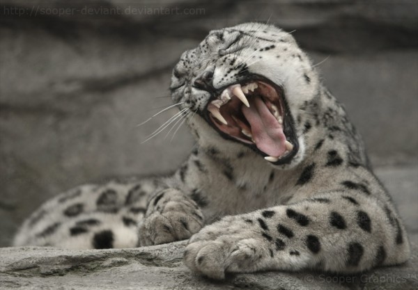wildlife photography white tiger
