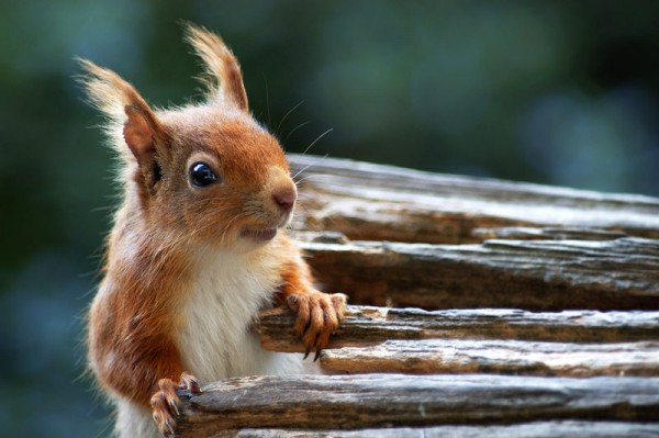 Wildlife photography Squirrel