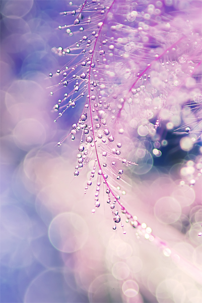 0e8880f834dd7950bf4c6aa5ae3e0d85 macro water drop photography