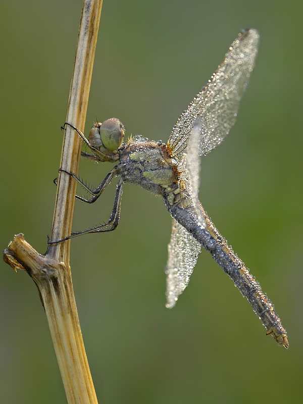 drago fly dew drops