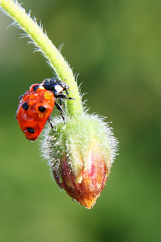 ladybug dew drops