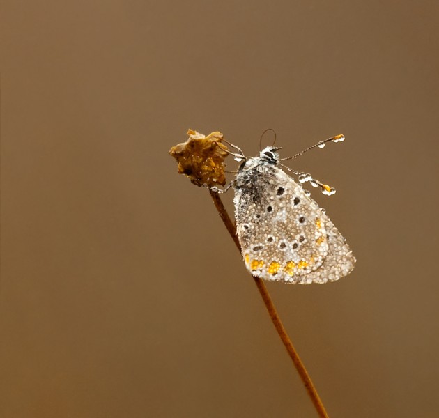 lotus dew drops