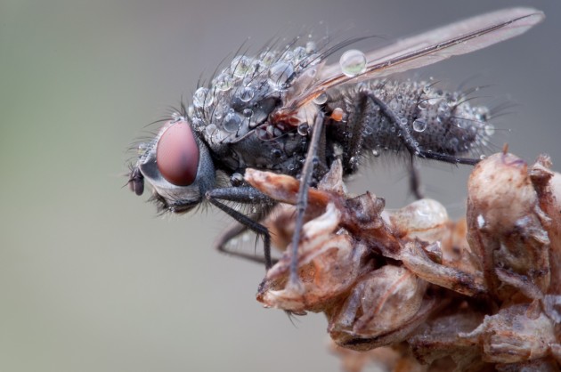 house fly dew drops photography