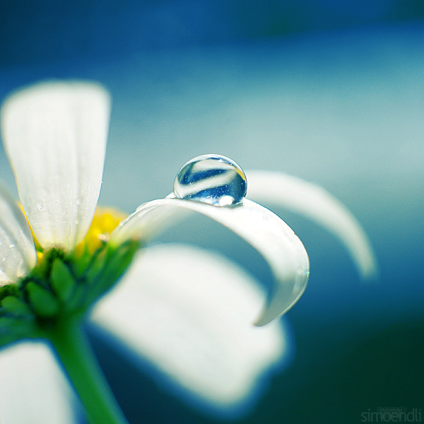 daisy_blue__by_simoendli daisy water drop photography