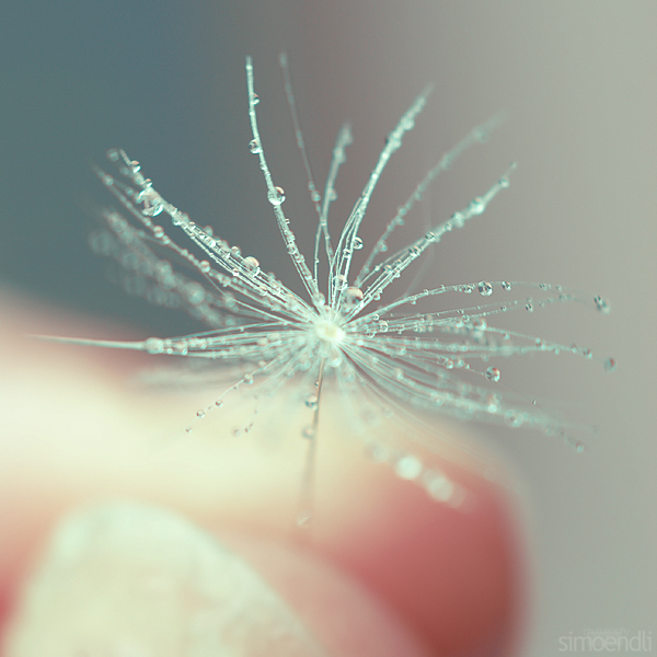 dandelion_nail__by_simoendli dandelion water drop photography
