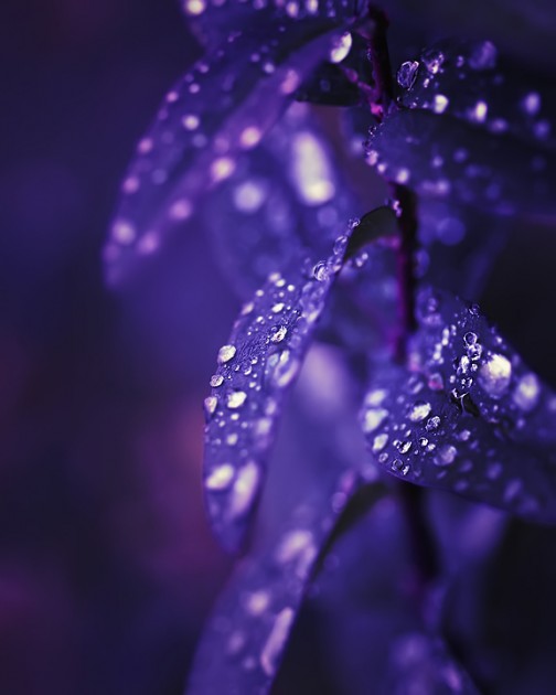 gone waterdrops photography