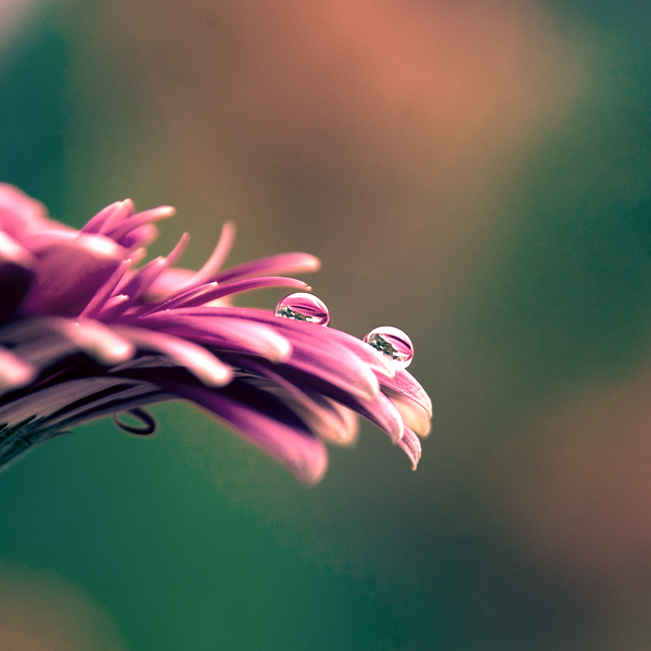 flower dew drops photography