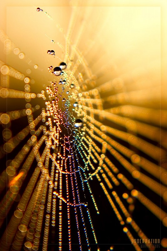 procreation by Michal Mierzejewski web water drops photography