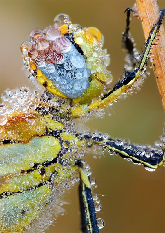 insect water drop photography