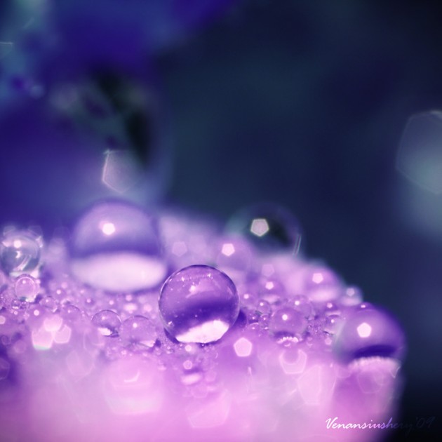 ungu_violet____by_herryhewy violet dew drops photography