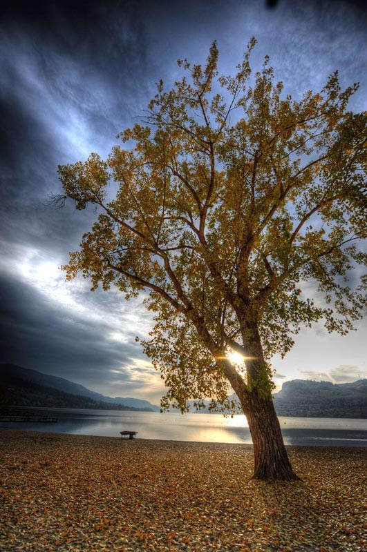 beach tree hdr photography