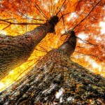 Beautiful HDR Trees Photography