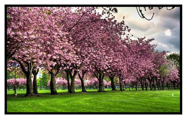cherry tree hdr photography