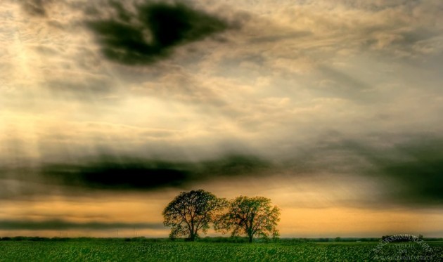 trees hdr green photography