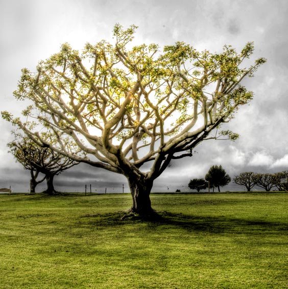 gloom hdr tree photography