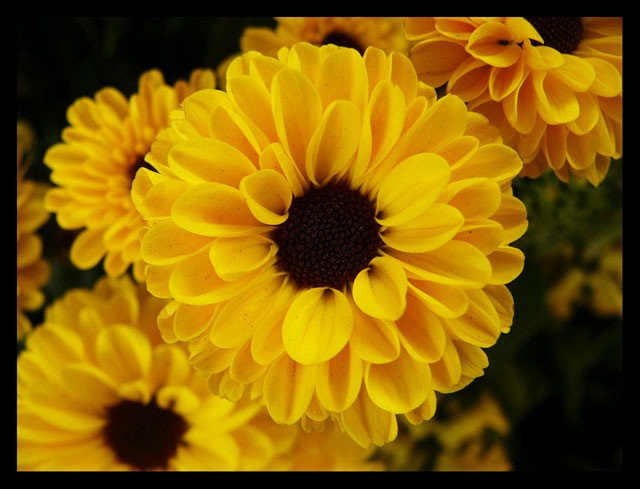 Pics Of Flowers. Flowers 3 by ~PHOTOcrazy