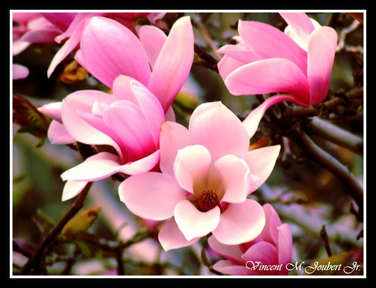 http://www.designzzz.com/wp-content/uploads/2010/06/Pink_Flowers__by_VinnyJ.jpg