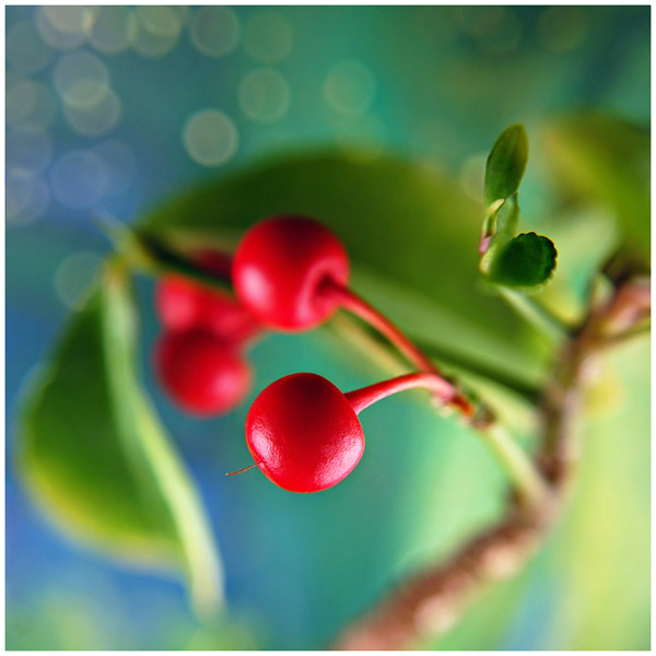 Cherry_Bomb_by_Gosia cherry bomb inspirational photography