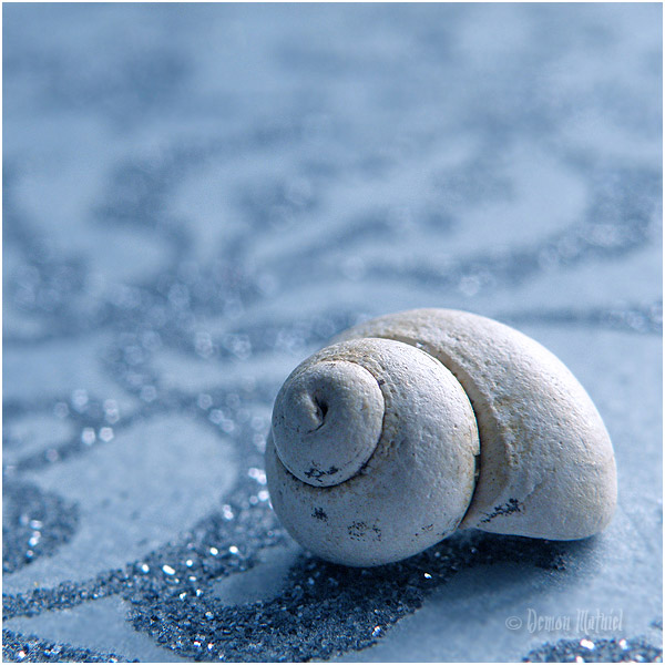 Ocean_Memory_by_DemonMathiel ocean shell inspirational photography