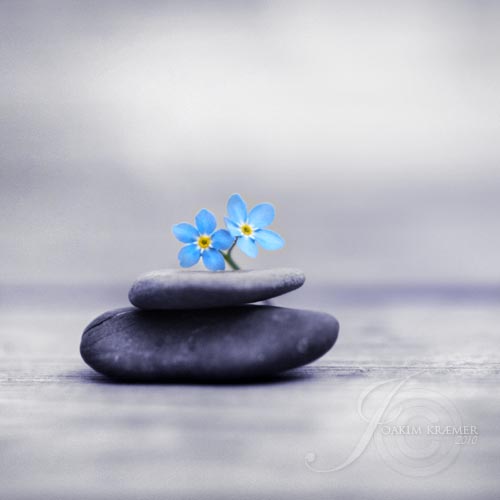 meditation meditation flowers inspirational photography