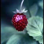 beautiful summer themed photographs