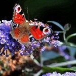 butterfly photography