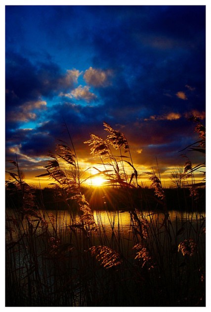 [عکس: Golden_Sunset____by_XipnosS-427x630.jpg]